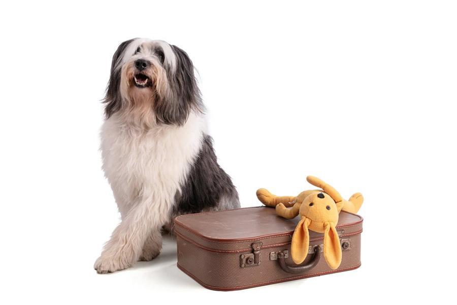 custodia de mascotas