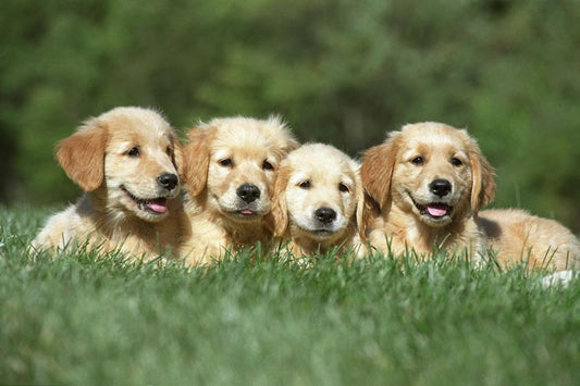 10 cosas que no conocías de los Golden Retriever - Disane pet care