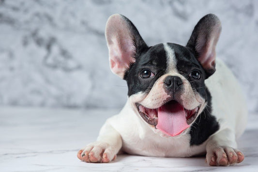 5 Consejos para cuidar la higiene bucal de tu perro - Disane pet care