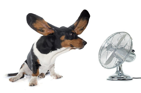 5 consejos para prevenir los golpes de calor en perros - Disane pet care