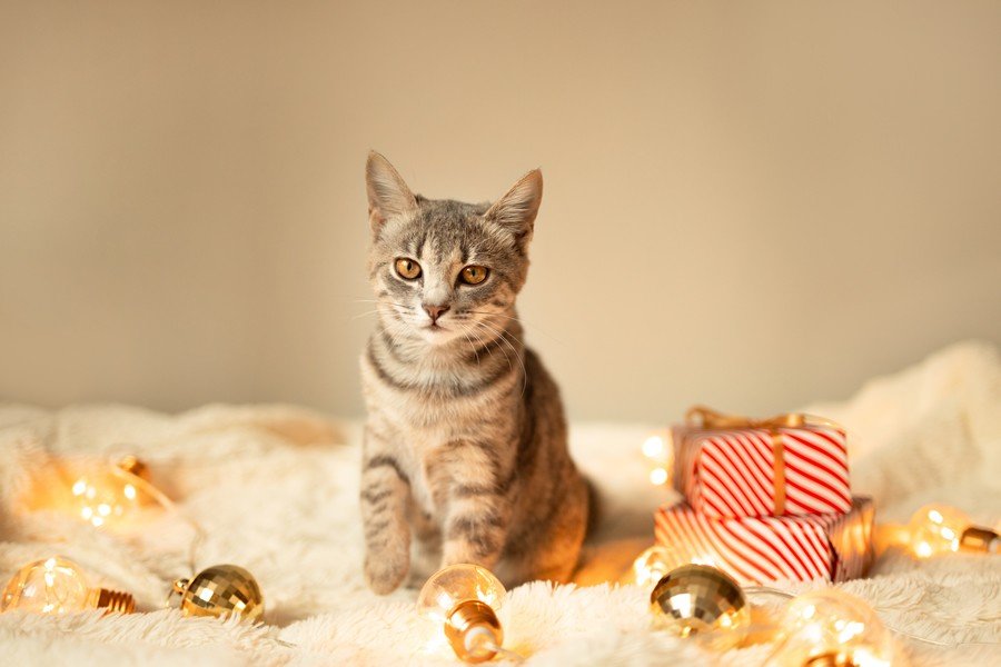 5 consejos para que tu gato sobreviva a las Navidades - Disane pet care