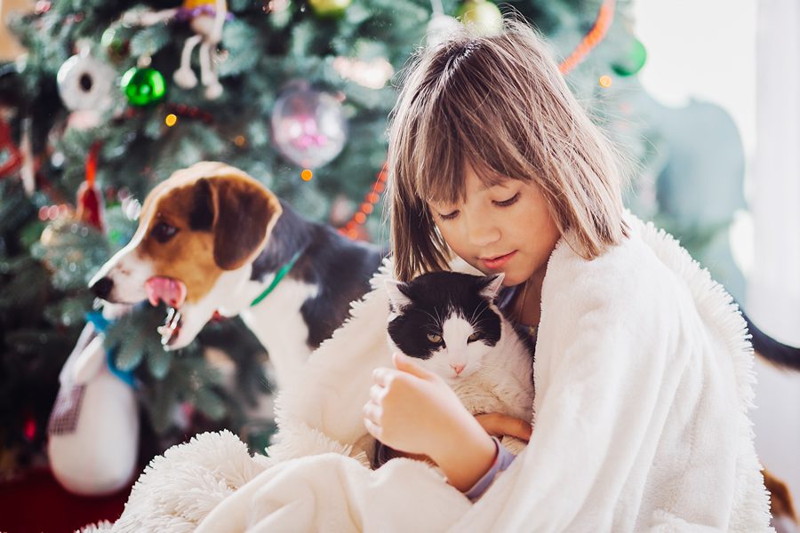 5 consejos para sobrevivir a las Navidades si tienes mascota - Disane pet care