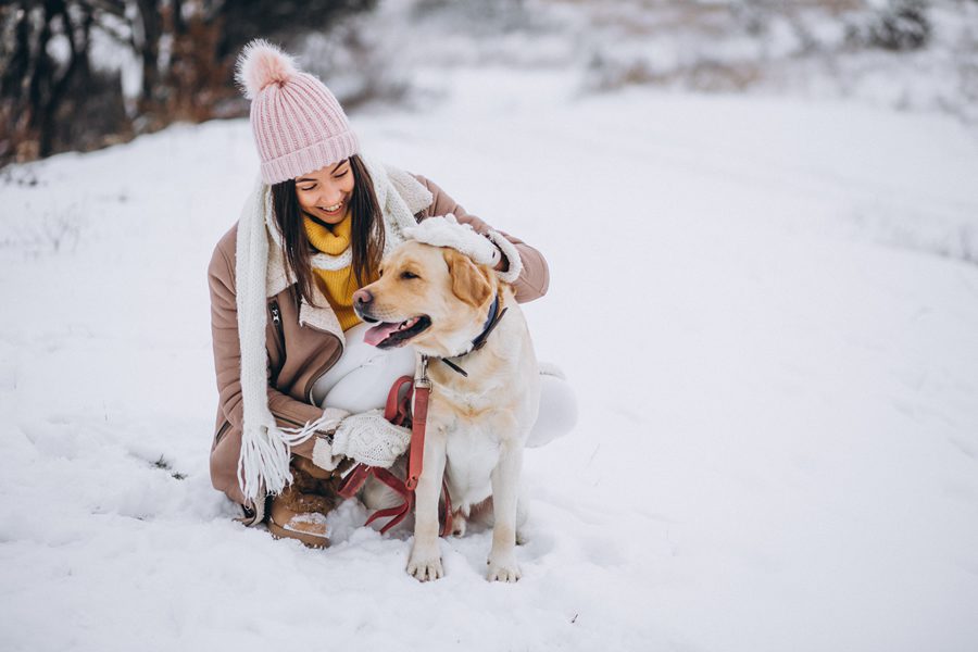 5 tips para cuidar a tu mascota frente al frío - Disane pet care