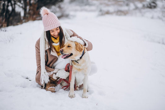 5 tips para cuidar a tu mascota frente al frío - Disane pet care