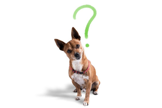 5 tips para elegir el collar antiparasitario de tu perro - Disane pet care
