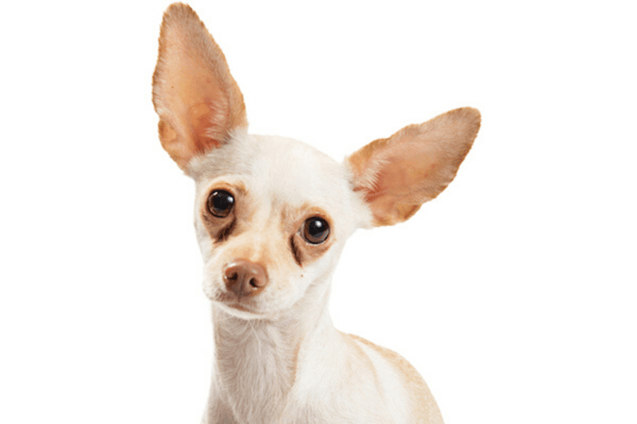 manchas marrones lagrimal perro