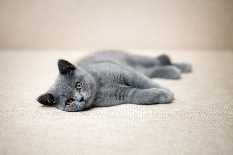 Gato British Shorthair