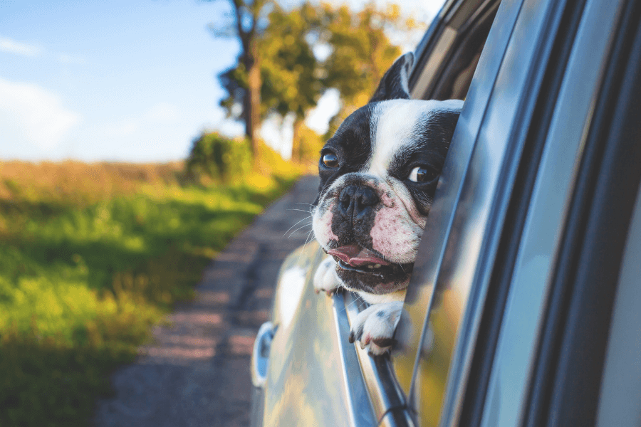 Viajar con perro en coche