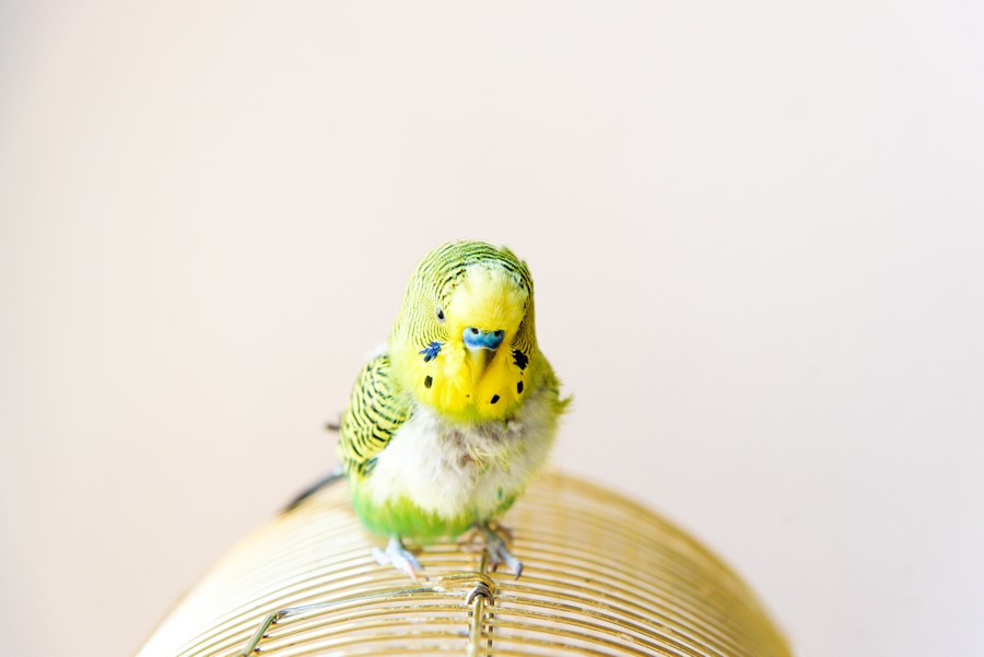 acaros en los pajaros