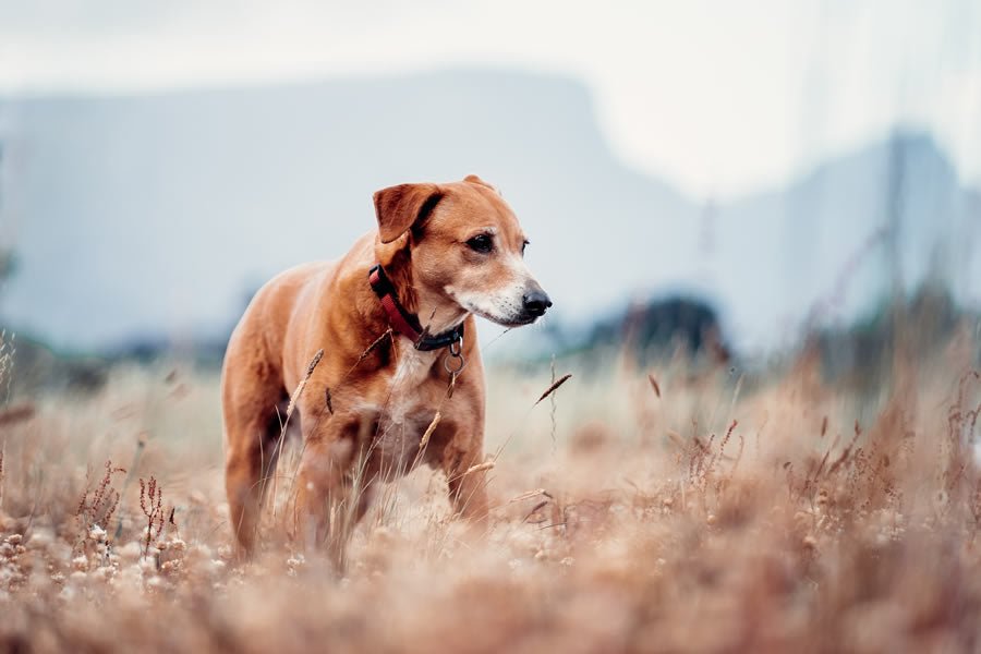 Ácaros otoñales, qué son y cómo prevenirlos - Disane pet care