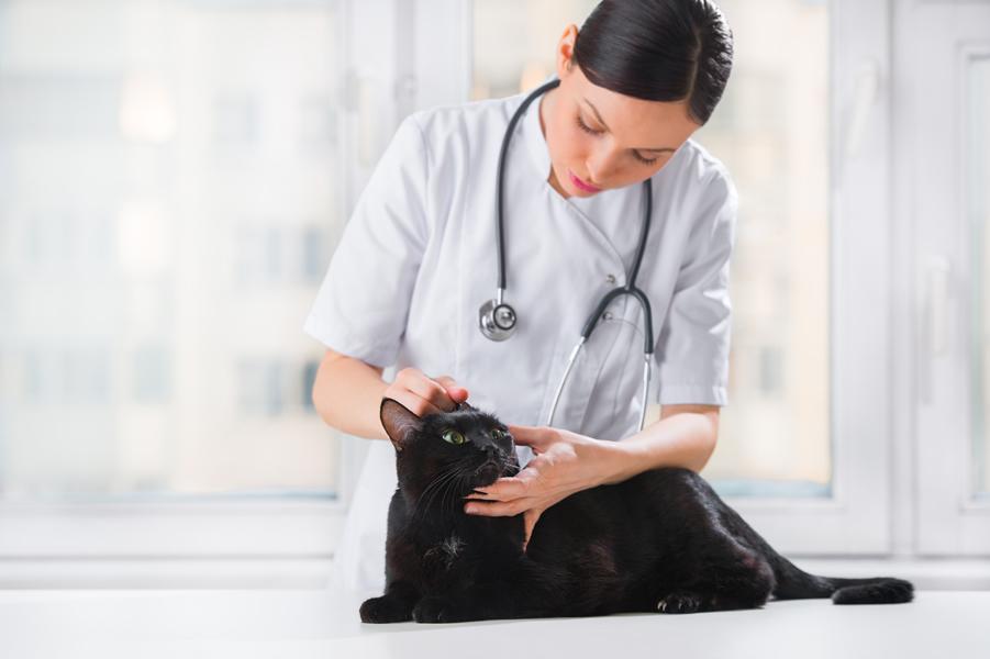 Ácaros en las orejas de tu gato