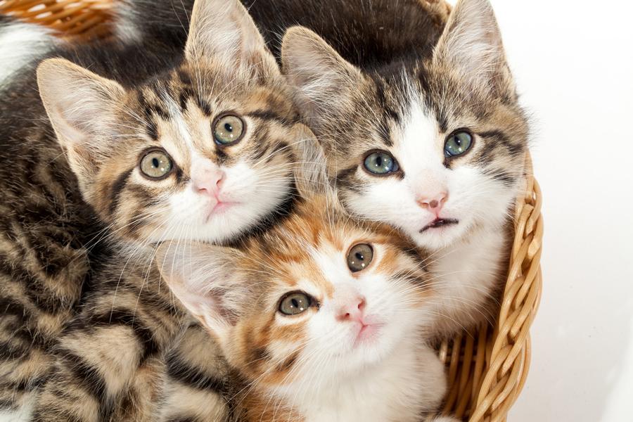 adoptar un gato