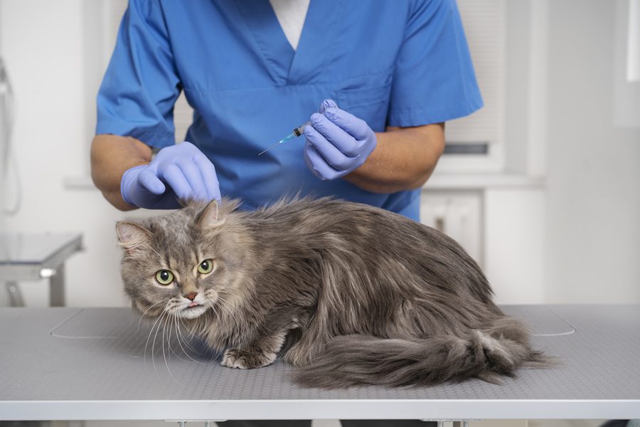 alergias en gatos