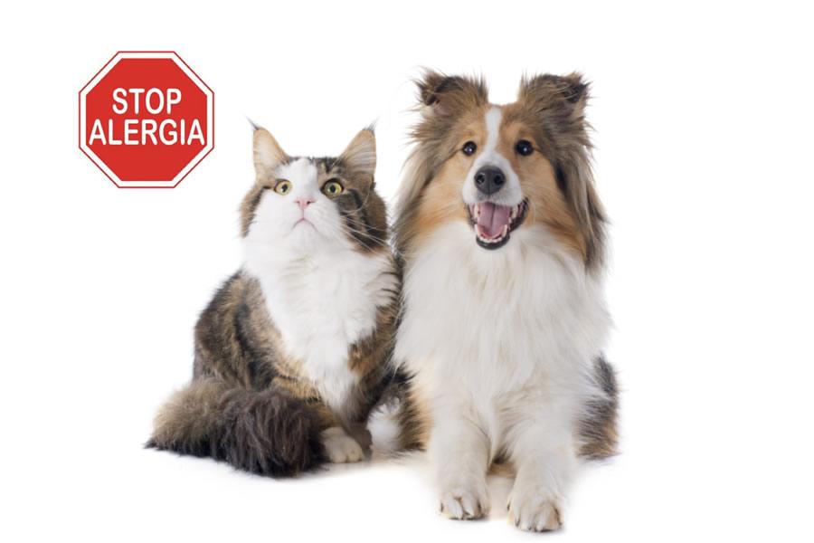 Alergias en perros y alergias en gatos