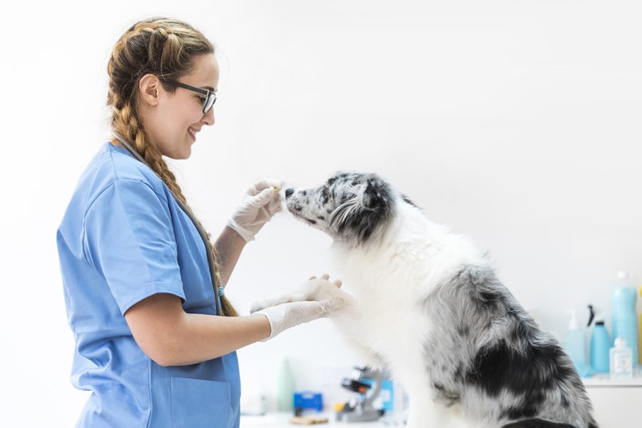 alergias alimentarias en perros y gatos