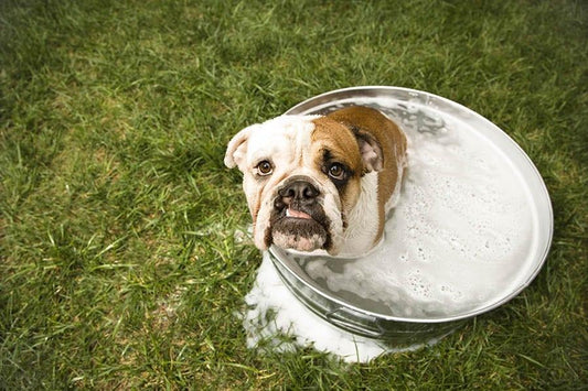 Alerta golpes de calor, cuida de tu mascota - Disane pet care