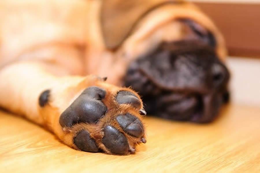 almohadillas de los perros