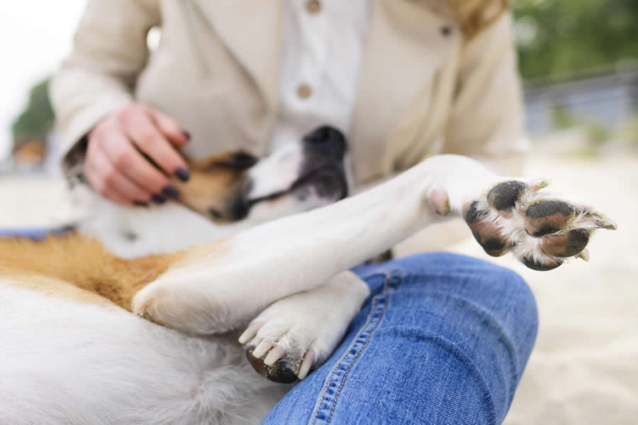 almohadillas perros