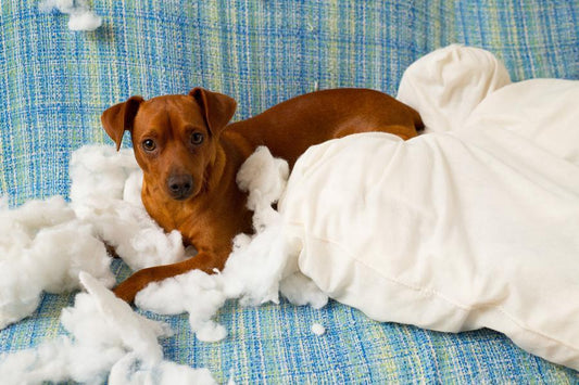 Ansiedad en los perros, cómo reconocerla y por qué se produce - Disane pet care