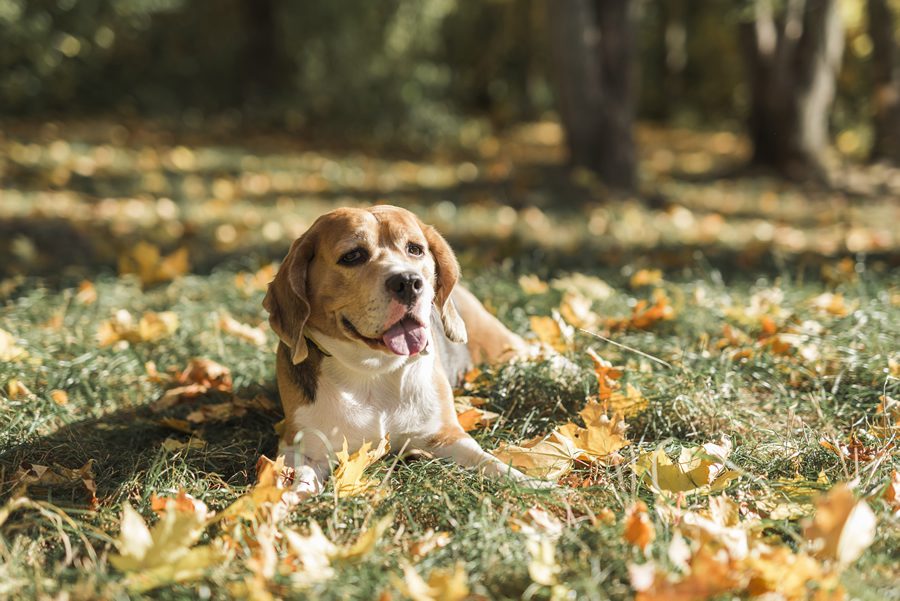 antiparasitarios naturales para perros y gatos