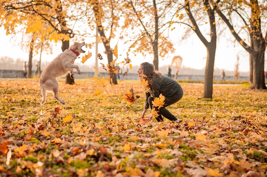 antiparasitarios para perros
