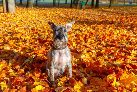 Antiparasitarios en otoño, ¡no bajes la guardia! - Disane pet care