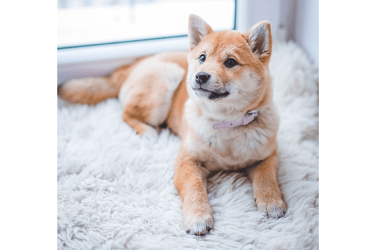 Antiparasitarios en polvo: protege a tu mascota y a su entorno - Disane pet care
