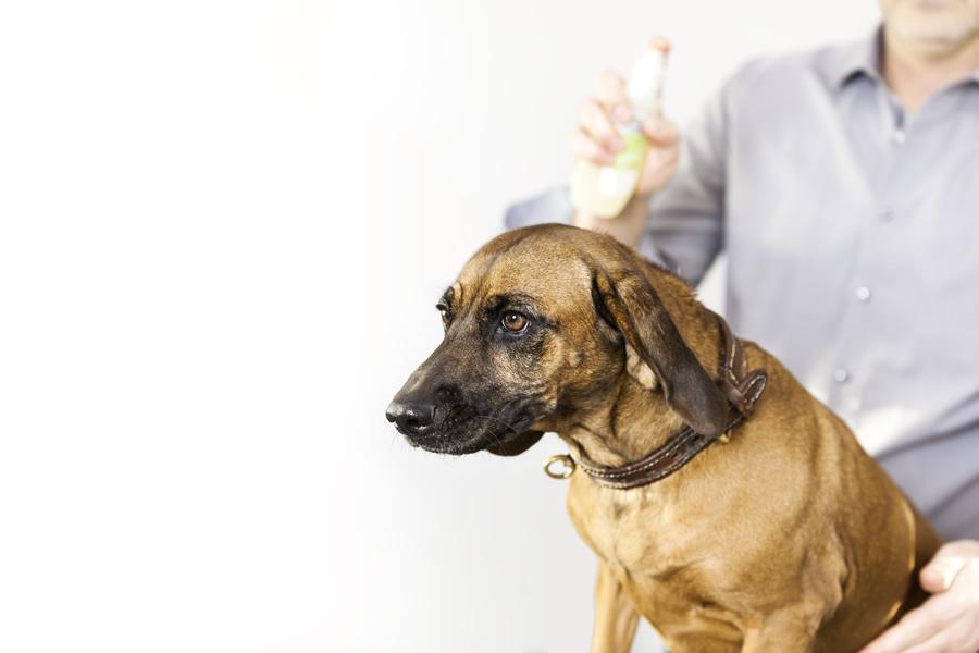 Antiparasitarios en spray, protección extra para tu mascota - Disane pet care