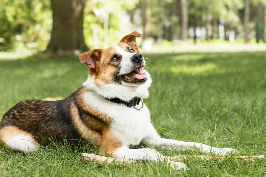 antiparasitarios para perros y gatos