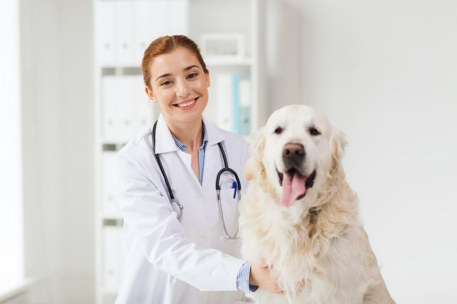 Antiparasitarios naturales para perros y gatos
