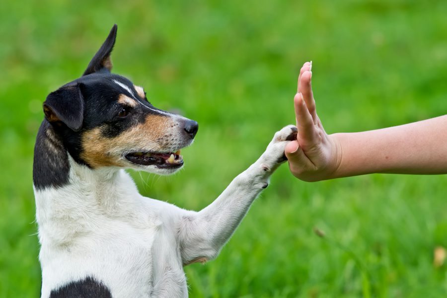 antiparasitarios naturales para perros y gatos