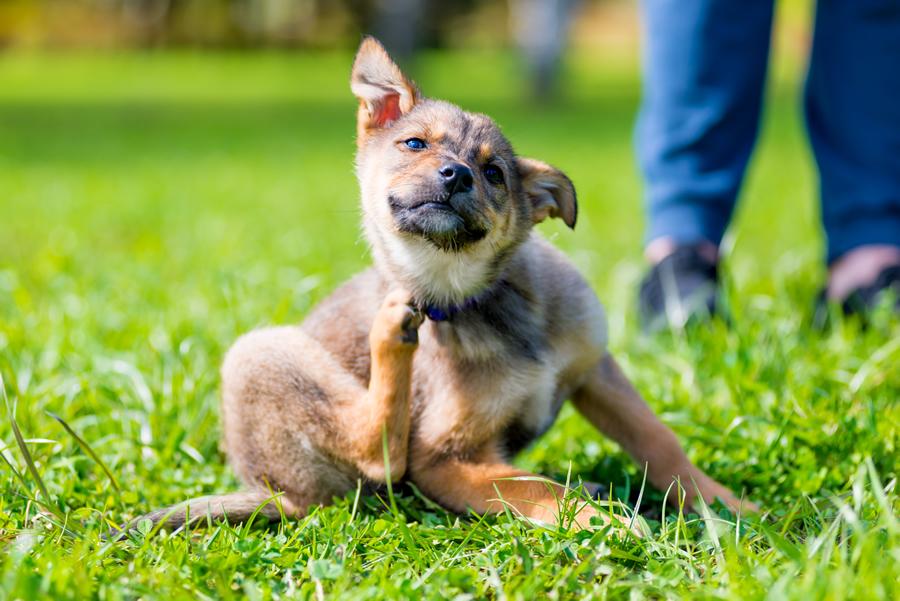 antipulgas perros