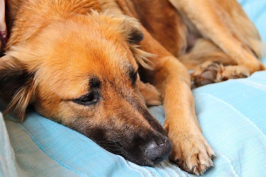 Artrosis canina: causas, síntomas y tratamientos - Disane pet care