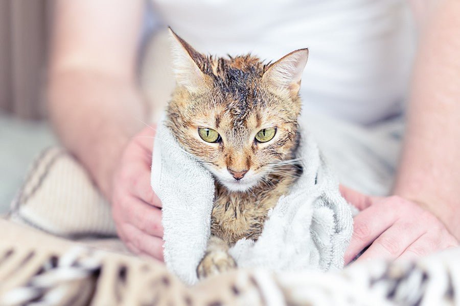 Bañar a tu gato por primera vez: cuándo y cómo hacerlo - Disane pet care