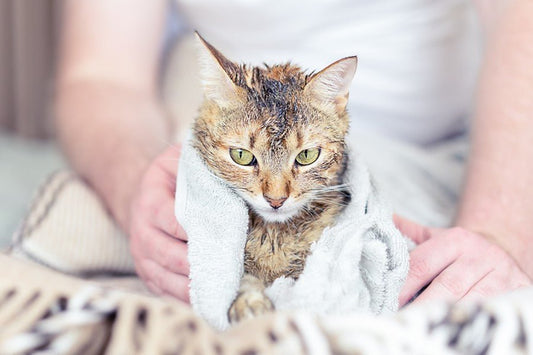 Bañar a tu gato por primera vez: cuándo y cómo hacerlo - Disane pet care