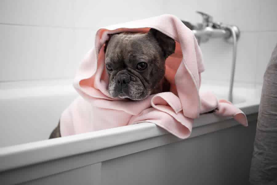 bañar a tu perro
