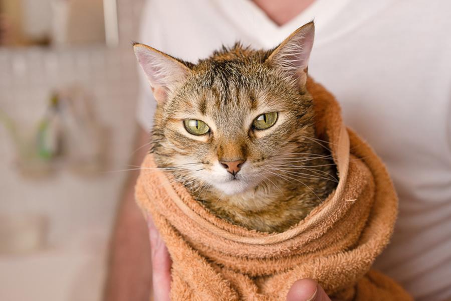 bañar a tu gato