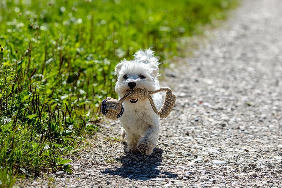 Bichón maltés, consejos y curiosidades - Disane pet care