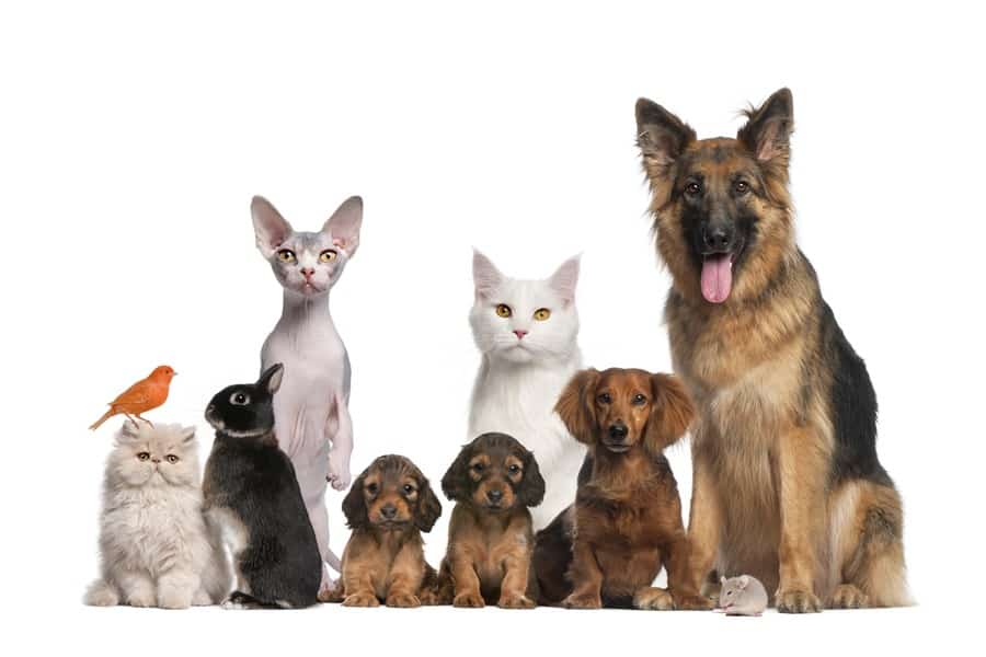 bienestar animal y derechos de los animales