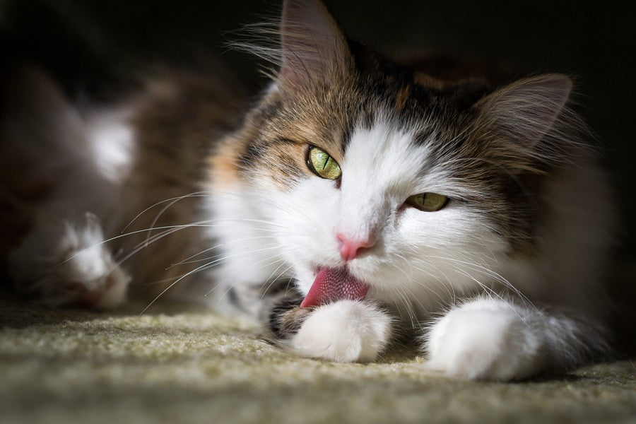 bolas de pelo en gatos