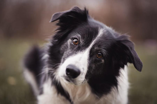 Border collie, características y cuidados - Disane pet care