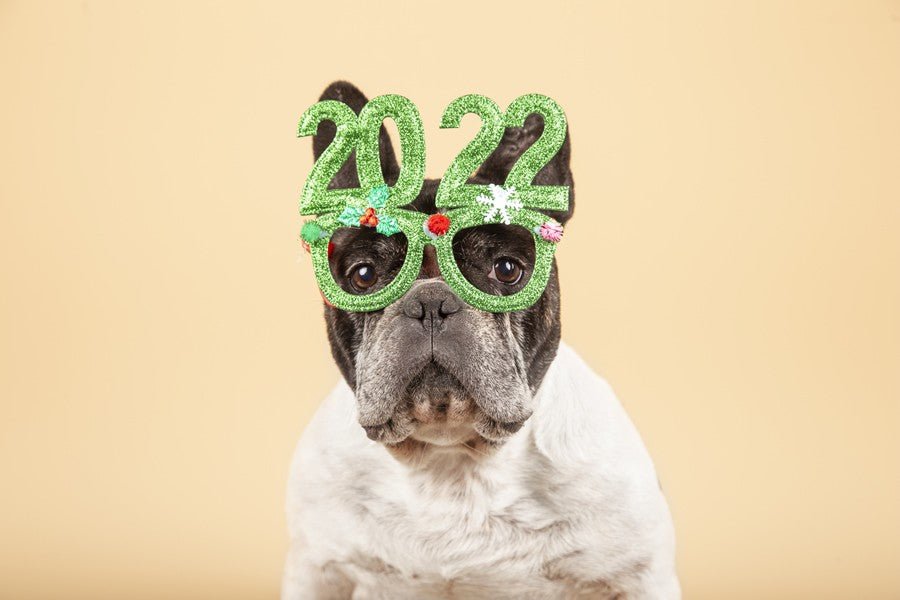 Buenos propósitos para cuidar a tu mascota en 2022 - Disane pet care