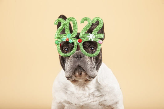 Buenos propósitos para cuidar a tu mascota en 2022 - Disane pet care