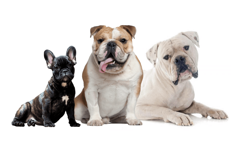bulldogs