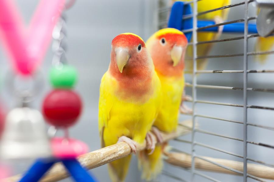 ¿Buscas un pájaro como mascota? ¡Estas son las razas de aves más populares! - Disane pet care