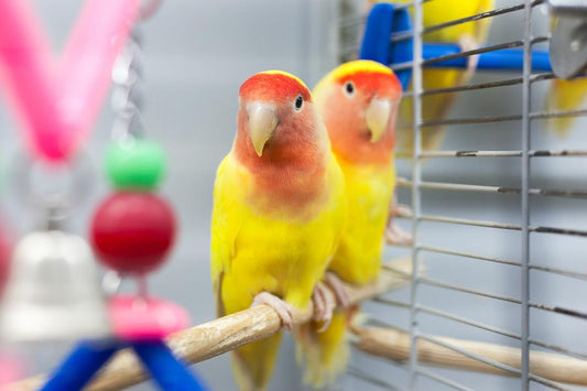 ¿Buscas un pájaro como mascota? ¡Estas son las razas de aves más populares! - Disane pet care