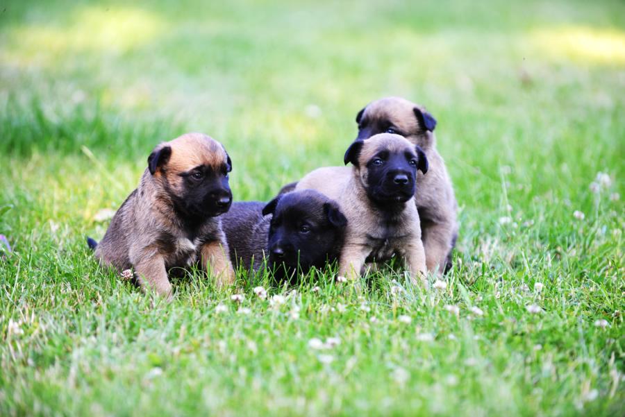 Desparasitar cachorros