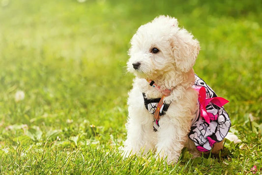 Caniche, curiosidades y cuidados - Disane pet care