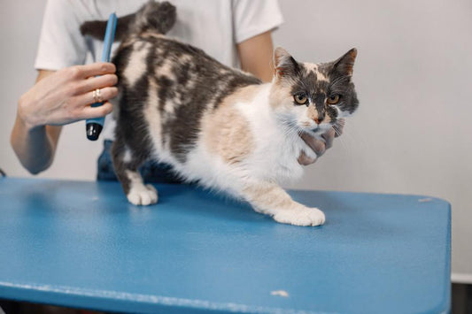 Caspa en gatos, cómo tratarla - Disane pet care