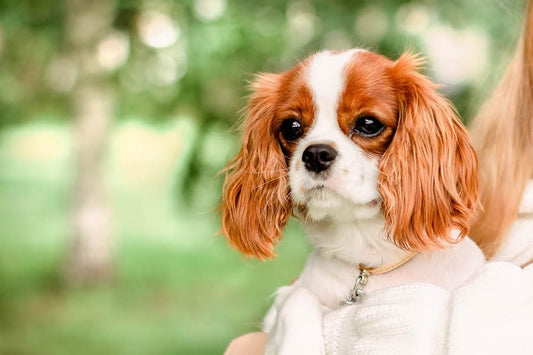 Cavalier King Charles Spaniel, características y cuidados - Disane pet care
